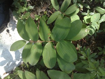 Belle foglie - Polygonatum sp.